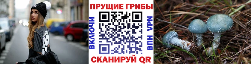 Купить где  Тюкалинск  Псилоцибиновые грибы GOLDEN TEACHER 